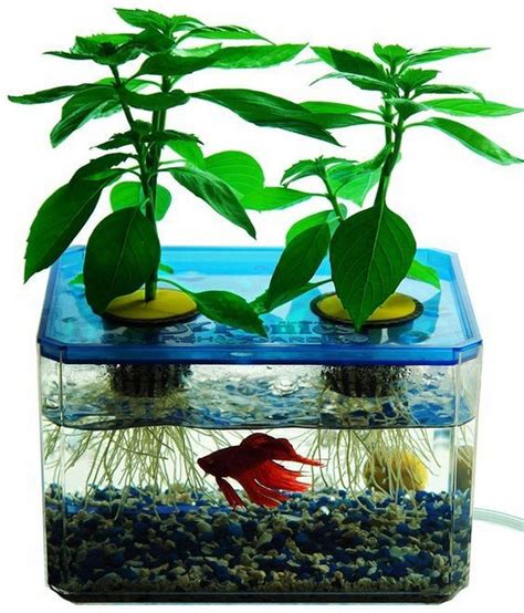 水生 植物 養魚